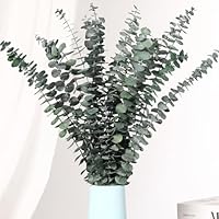 Getrocknete Eukalyptusäste, Packung mit 16 natürlichen echten grünen Eukalyptusblättern, 44 cm erhaltene Eukalyptuspflanze für Hochzeiten, Blumenarrangements, Raumduft und Vasen-Dekoration