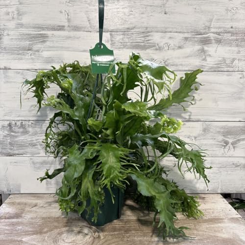 ミクロソリウム ドラゴンウィング @ 5号吊り 鉢底から約38cm 9月29日 撮影現品 豊中市より出品 同梱発送歓迎