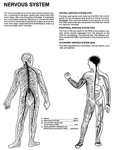 image for Dover Publications Human Anatomy Coloring Book: an Entertaining and In