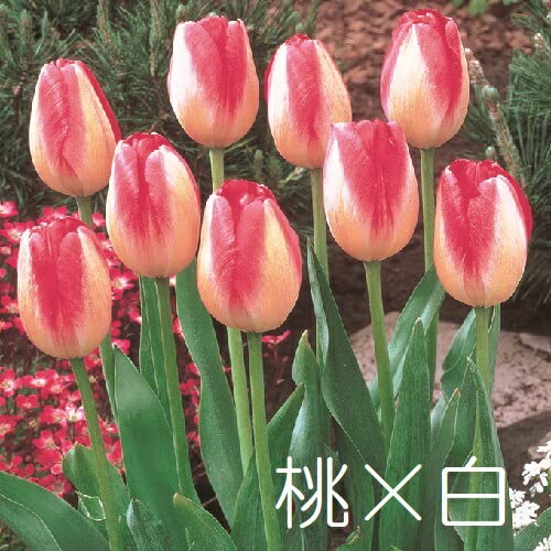 Amazon.co.jp: チューリップ 球根 2色咲き3パターン 10球パック 秋植え