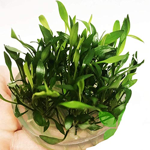 Cryptocoryne Tropica Tissue Culture