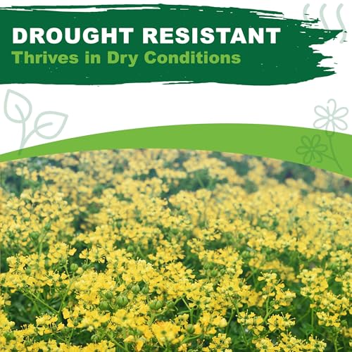 TKE Farms & Gardens - Rue Seeds for Planting, 1 Gram, 500 Heirlooom Seeds, Non-GMO, Instructions Included, Ruta graveolens, Qty 1 - Image 8