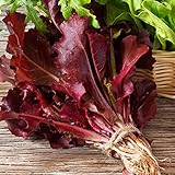 Salat Samen Seed Best Of Geschenke FüR Gartenfreunde Feldsalat Samen Winterhart Romana Salat Samen Salatsamen Baquieu PflüCksalat Pflanzen Balkon GemüSe Hochbeet FüR GemüSe Bio Samen 50StüCk