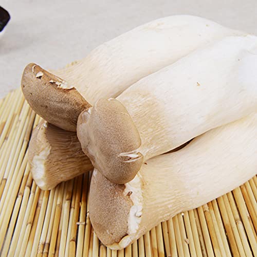 Graines, pleurotes Eryngii 50Pcs / Sac pleurotes Eryngii champignons Graines ombre pleine Bonne récolte facile Plante Mycélium Spores Spawn Graines séchées pour Ideal Outdoor Jardinage cadeau Cover