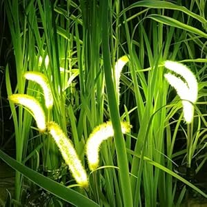 New Upgraded Setaria Viridis Solar Lights Outdoor Waterproof, Solar Lights for Garden Patio Yard Decor (White 4 Pack)