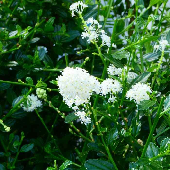 Amazon | カリフォルニアライラック セアノサス 白花 全高60cm
