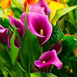 5 piezas bulbos de alcatraces - plantas de jardín tubérculos perennes resistentes Flores de cala, Calla Lily, Zantedeschia aethiopica, plantas raras bulbos de flores