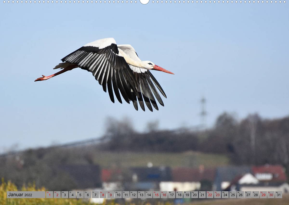 Zu Gast bei Familie Storch (Wandkalender 2022 DIN A2 quer): Störche ... gern gesehene Gäste in Deutschland (Monatskalender, 14 Seiten ) (CALVENDO Tiere)