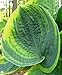 HOSTA *Dwarf* -Shade loving- "Ice Age Trail" 15+ Perennial seeds