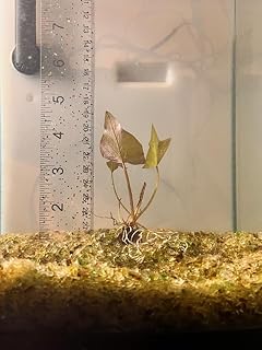 Red Tiger Lotus Lily Plant with Bulb – Order 2, I'll Ship You 3 - Nymphea Zenkeri - Live Aquarium Plant - Growing Sprouted Bulb - Sizes Vary