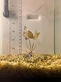 Red Tiger Lotus Lily Plant with Bulb - Nymphea Zenkeri - Live Aquarium Plant - Growing Sprouted Bulb - Sizes Vary
