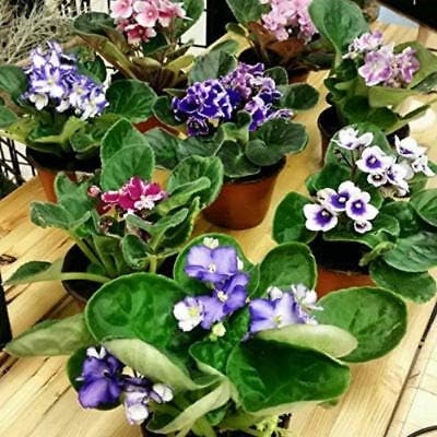 - Six African Violet Plants- World's Best Blooming House Plant by Jmbamboo