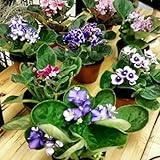 Six African Violet Plants- World's Best Blooming House Plant by Jmbamboo