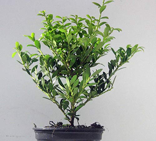 Stauden Gänge 1 x Ilex crenata 'Stokes' (Buchsbaum Ersatz/Immergrün/Winterhart/Mehrjährig) Niedriger Berg Ilex - Zeitlose Schönheit für Ihren Garten - Top für Hecken