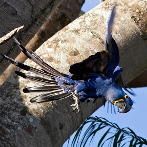 198 Bonito & Miranda, Brazil - Search for Hyacinth Macaw