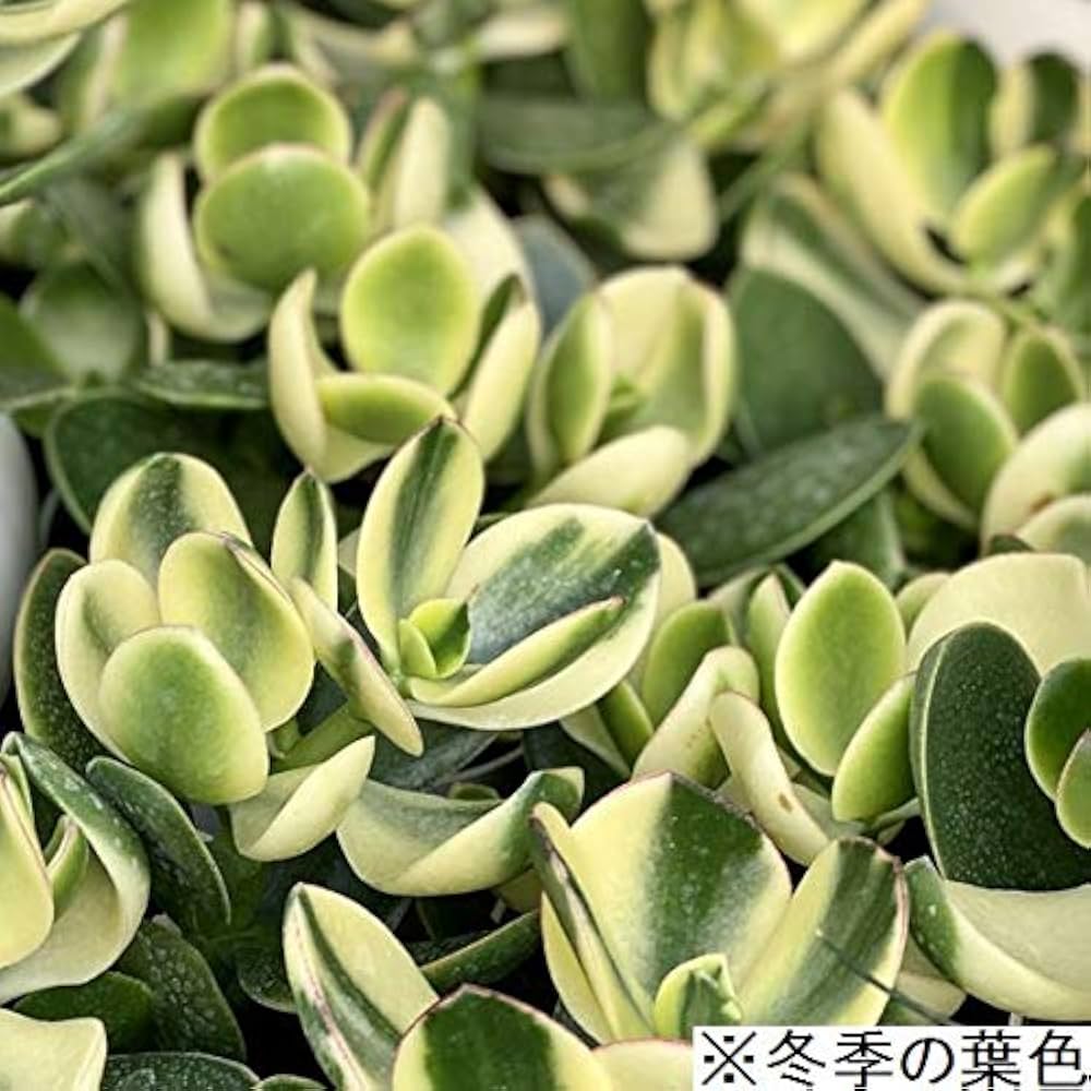 金のなる木 Amazon.co.jp: 観葉植物：斑入り 金のなる木 キラメキ*花月