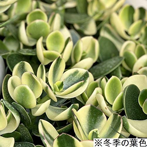 金の成る木 観葉植物 金のなる木 斑入り 大判 5号 白プラスチック鉢 黄金花