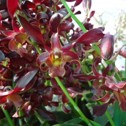 Dendrobium Live Orchid Plant Caser Red