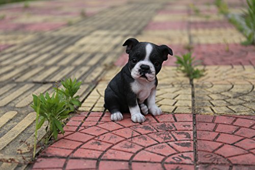 Hi-Line Gift Ltd Sitzender Boston Terrier Welpen-Statue