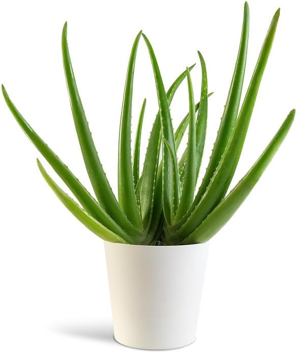 Mini Ceramic Plant Pots – Decorative, Indoor, for Succulents, Cacti, and Small Plants