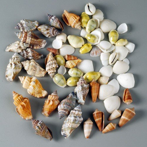 Decorative shell mix 100 g