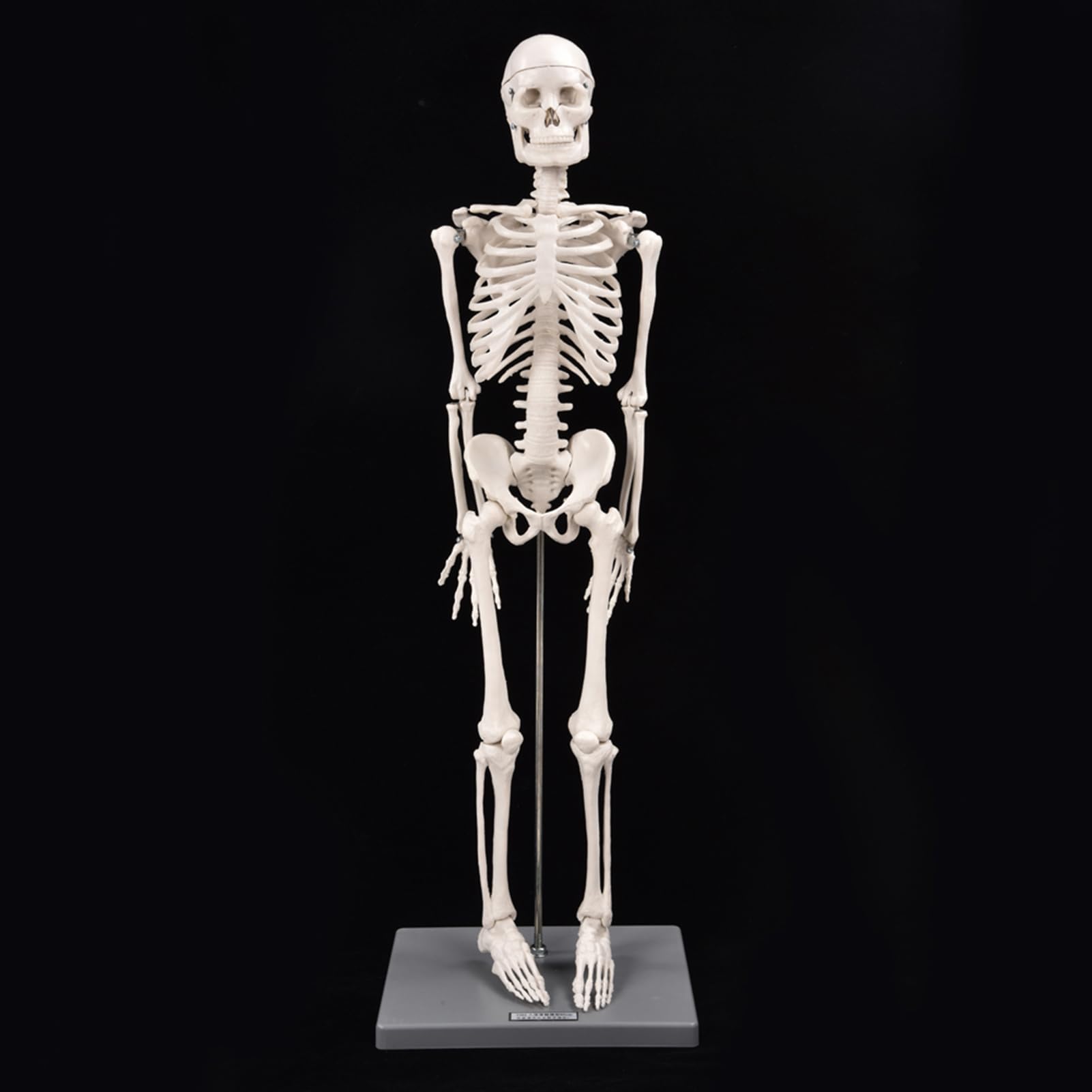 Modelo de Esqueleto Modelo de Esqueleto Humano de 85 cm con Herramienta de Experimentación Orgánica para Uso Pedagógico Anatómico