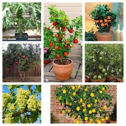 BEE Garden Healthy 7 Fruit Combo for All Seasons (Apple Grape Guava Orange Papaya Lemon Pomegranate) 5 Seeds of Each Plants Seed (5 per Packet) (B08DRLR1Z2) Amazon Price History, Amazon Price Tracker