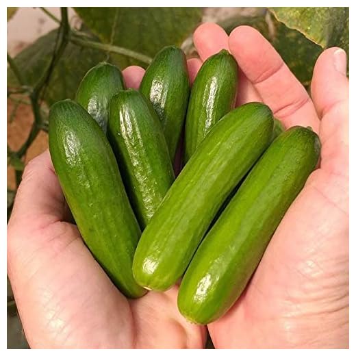 Mini-Me Cucumber Seeds | 10+ Seeds | Grow your own Food | Mini Vegetable Seeds for Planting