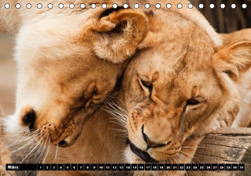 Löwen (Tischkalender immerwährend DIN A5 quer): Der Löwe wird als König der Tiere bezeichnet (Tischkalender, 14 Seiten) (CALVENDO Tiere) [Kalender] [Jan 13, 2014] Stanzer, Elisabeth