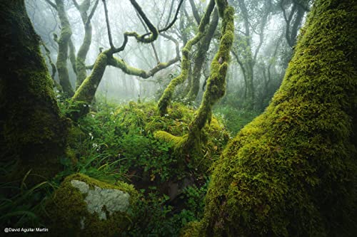 NiSi 15mm F4 ASPH Ultra-Weitwinkel Vollformat Objektiv für Sony E-Mount/Nikon Z-Mount/Cannon RF-Mount/Fujifilm X-Mount… – Bild 6