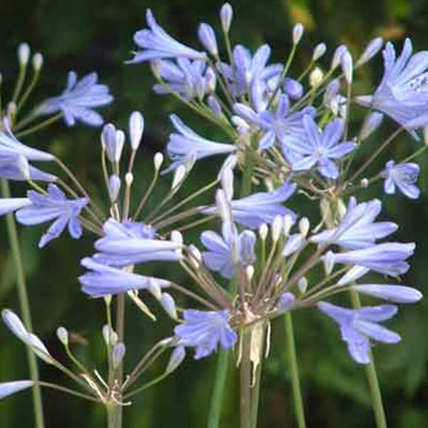 6x Agapanthus 'Peter Pan' – Vaso 9x9 cm – agapanto compatto fioritura blu giardino
