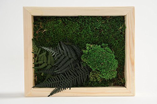 Quadro stabilizzato con muschio e fogliame vero