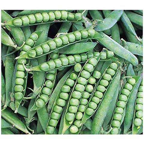 PREMIER SEEDS DIRECT - Pea Cover