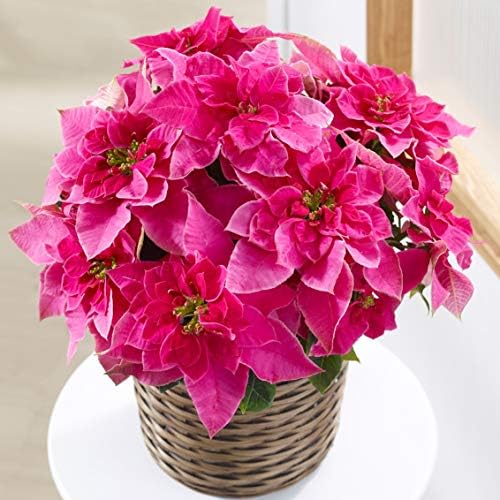 Amazon はなみどり プリンセチア ローザ 5号 1鉢 クリスマス ギフト お歳暮 贈り物 プレゼント ポインセチア 赤 鉢 Amazon はなみどり プリンセチア ローザ 5号 1鉢 クリスマス ギフト お歳暮 贈り物 プレゼント ポインセチア 赤 鉢