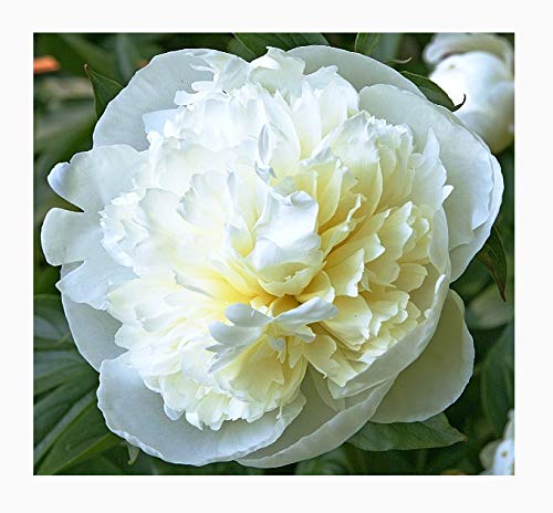 Special Sale: Duchess De Nemours Peony - White and Cream Bare Root 3-5 Eyes