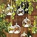 GEOLUX Set of 6 Hanging Glass Globe Plant Terrariums - Glass Orbs Air Plants Tea Light Candle Holders Succulents Miniature Garden Planters Home Decor Indoor Garden DIY Gifts (4