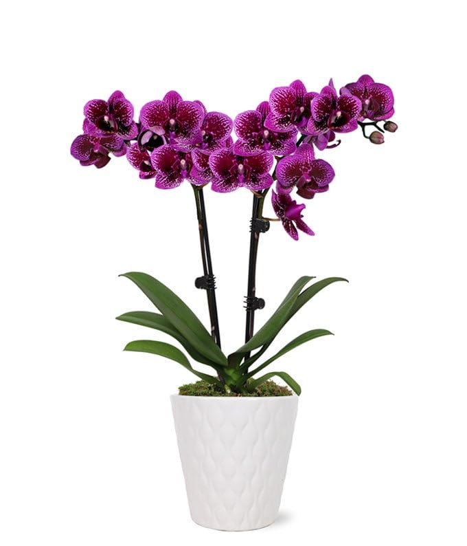 from you flowers - posh purple orchid plant for birthday anniversary get well or celebration