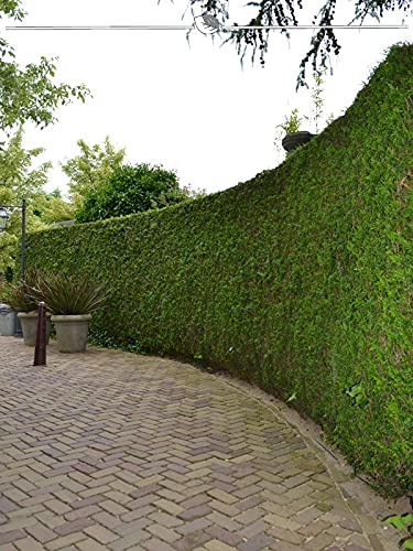 Lebensbaum plicata Martin 200-225 cm. 25 Bume. Grner Thuja Sichtschutz  Zaun : Amazon.de: Garten