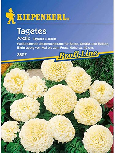 Tagetes erecta Arctic weiss