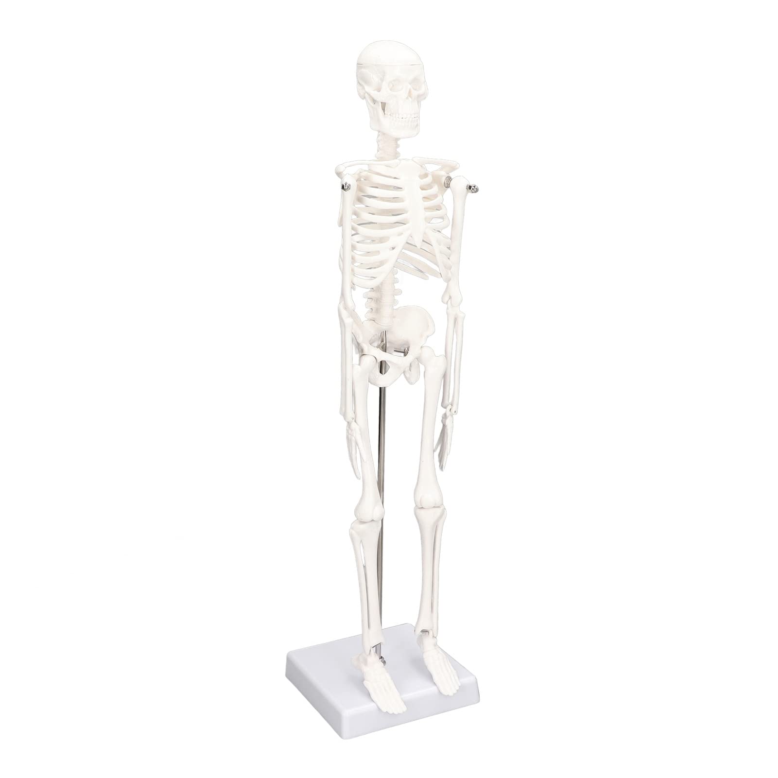 45cm Human Skeleton Model Anatomy - Mini Skeleton with Removable Arms & Legs Mandible for Science Lab Classroom