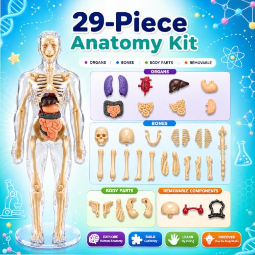 Image of Lifelong Labs Anatomy Kit | 29-Piece Anatomy Kit with Skeleton, Organs, Body Parts | Human Body 3D Puzzle, STEM Science Toy | Skeleton Model Detachable Bones | Body Parts Toy for Kids Ages 5-12 Yrs