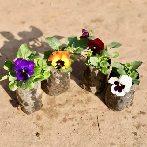 NATURE GARDEN Plants Best Nursery Set Of 4 - Pansy (Any Colour) in 4 Inch Plant Nursery Bag-image-41