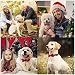 Asvin Weihnachten Hundehalsband, mit Hunde Fliege Abnehmbarer, Weich und Bequem Hunde Halsband Einstellbar, für Wenige Mittlere und Große Hunde