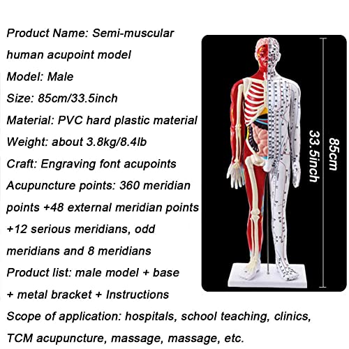 KDJFS 85cm Manichino Agopuntura Modellini
