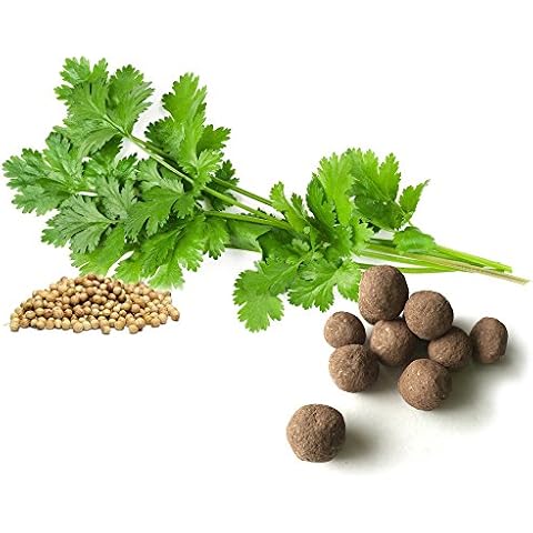 Cilantro Seed Balls (Coriander, Pack of 20)- Herb & Vegetable Seed Bombs to Make Gardening Fun and Simple! Cover