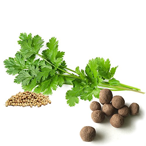 Cilantro Seed Balls (Coriander, Pack Of 20)- Herb & Vegetable Seed Bombs To Make Gardening Fun And Simple! #TOP16
