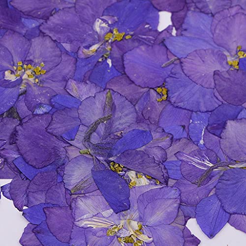 50 flores secas reales de delphinium para manualidades miniatura 3