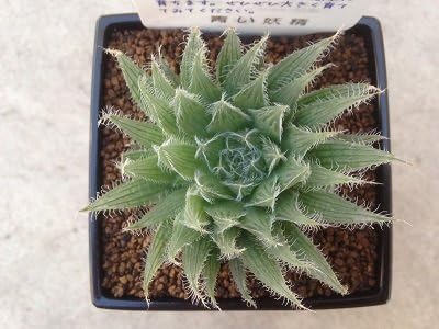 Amazon Osクリスタルプラント ハオルチア 青い妖精 多肉植物 3号鉢 観葉植物 オンライン通販