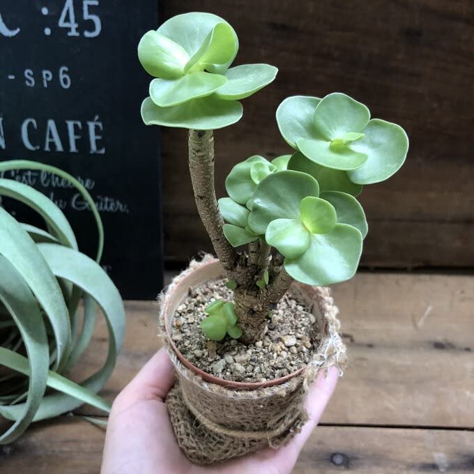 Amazon｜パリジェンヌ17 モロキニエンシス おしゃれな木立 多肉植物