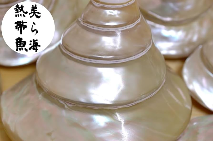 Amazon.co.jp: 磨き高瀬貝 沖縄特産 貝殻工芸職人制作品 : おもちゃ